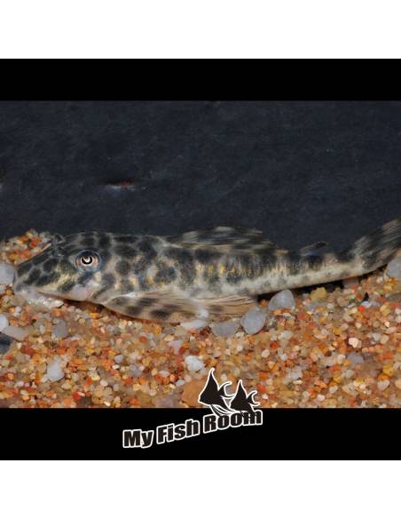 L127 Peckoltia lujani