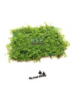 Micranthemum "Montecarlo" en malla 10x15