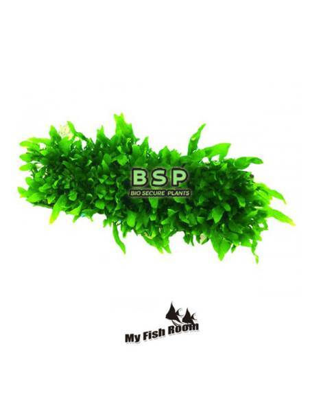 Microsorum windelov en malla textil 4x13 cm