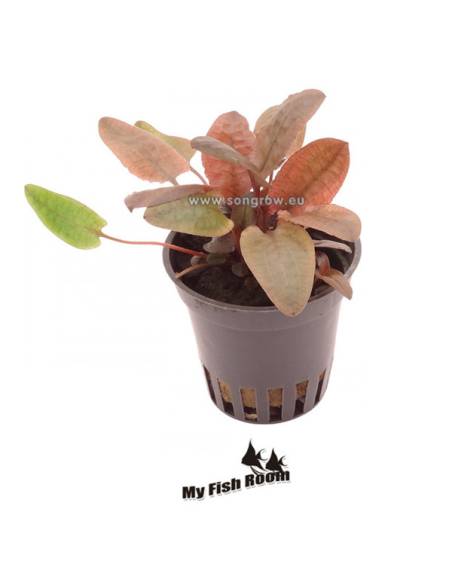 Cryptocoryne wendtii 'Flamingo' , plantas para acuarios