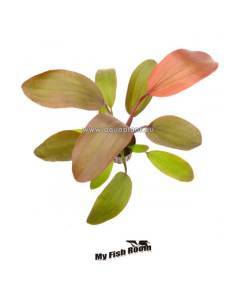 Echinodorus hot pepper