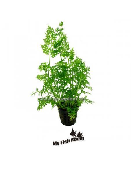 Ceratopteris thalictroides