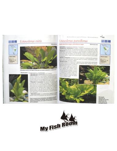 Cryptocoryne alvida (costata) - Aquaflora Cryptocoryne alvida (costata) - Aquaflora
