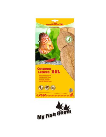 Hojas de Terminalia Catappa XXL SERA
