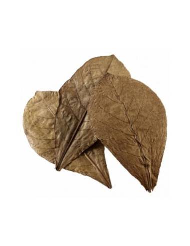 Hojas de Terminalia Catappa XL