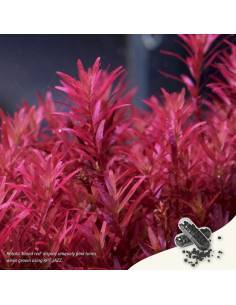 2Hr Aquarist APT Jazz abono comprimido18 capsulas 2