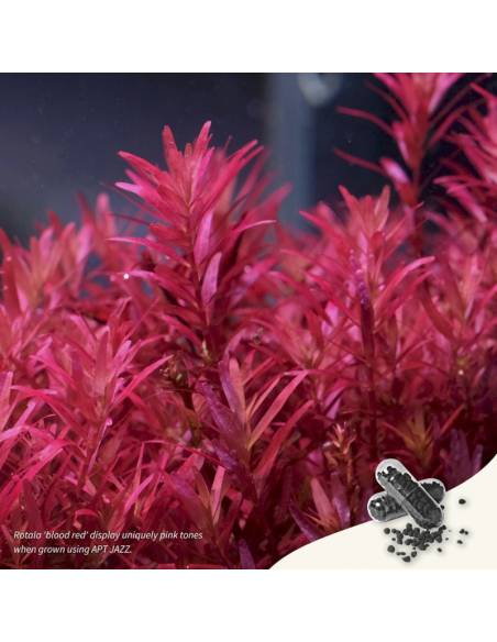 2Hr Aquarist APT Jazz abono comprimido 54 cápsulas