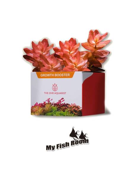 2Hr Aquarist APT Jazz abono comprimido 54 cápsulas