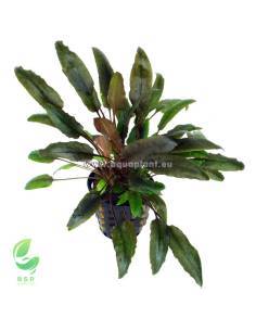 Cryptocoryne indonesii