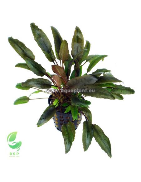 Cryptocoryne indonesii