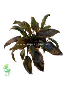Cryptocoryne purpurea