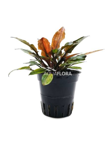 Cryptocoryne wendtii 'Flamingo' - Aquaflora, plantas para acuarios