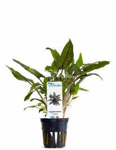 Cryptocoryne Tropica - Aquaflora