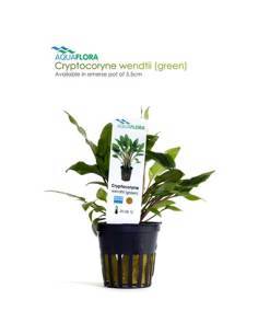 Cryptocoryne wendtii 'Green' - Aquaflora
