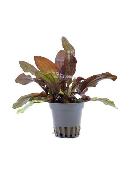 Echinodorus "Rubin" - Aquaflora