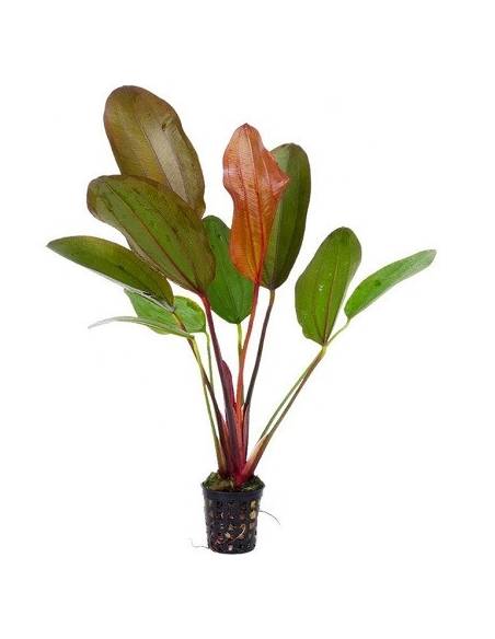 Echinodorus "Red Chilli" - Aquaflora