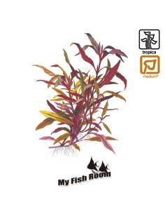 Alternanthera reineckii 'Pink - Tropica Dinamarca 2