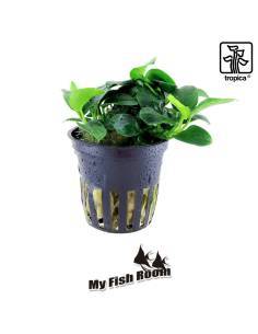 Anubias barteri 'Petite' - Tropica Dinamarca