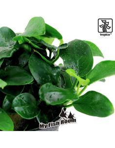 Anubias barteri 'Petite' - Tropica Dinamarca 2