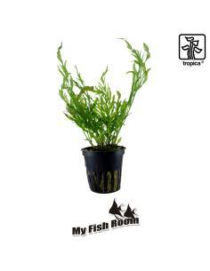 Bolbitis heudelotii - Tropica Dinamarca