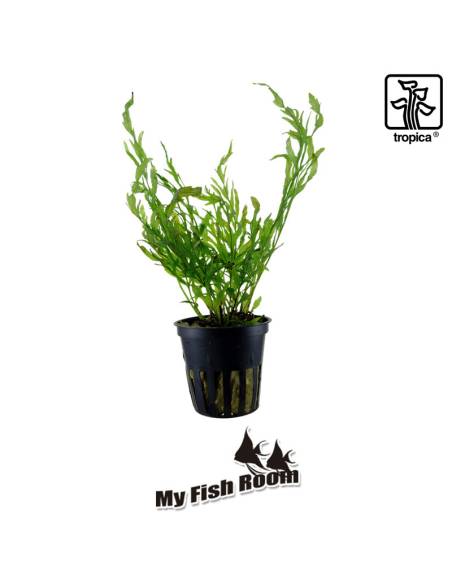 Bolbitis heudelotii - Tropica Dinamarca