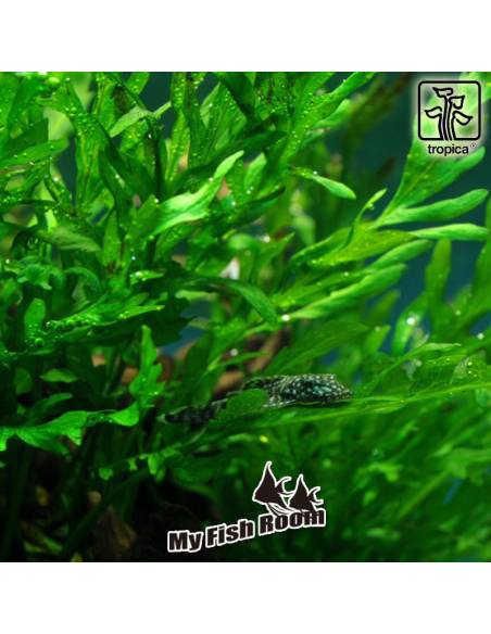 Bolbitis heudelotii - Tropica Dinamarca