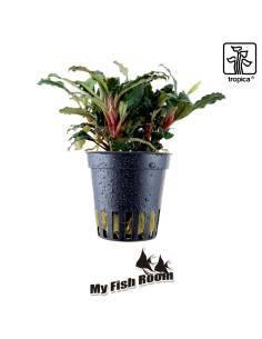 Bucephalandra sp. 'Red' - Tropica Dinamarca