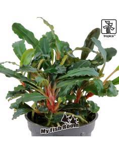 Bucephalandra sp. 'Red' - Tropica Dinamarca 2