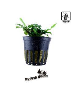 Bucephalandra pygmaea 'Bukit Kelam' - Tropica Dinamarca