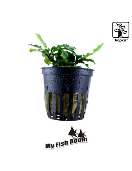 Bucephalandra pygmaea 'Bukit Kelam' - Tropica Dinamarca