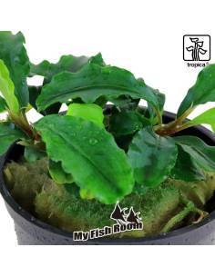 Bucephalandra pygmaea 'Bukit Kelam' - Tropica Dinamarca 2