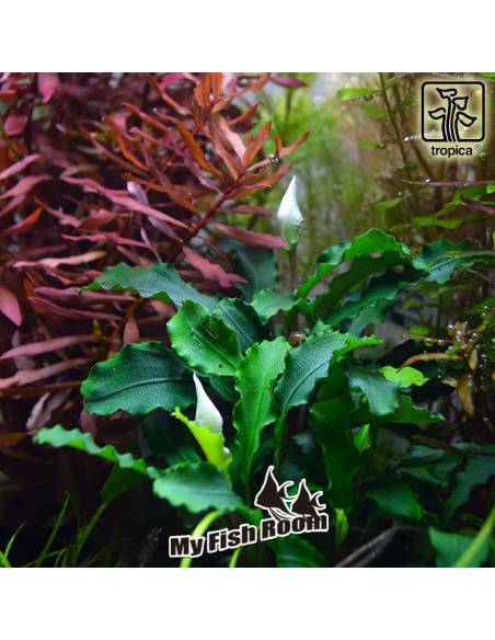 Bucephalandra pygmaea 'Bukit Kelam' - Tropica Dinamarca