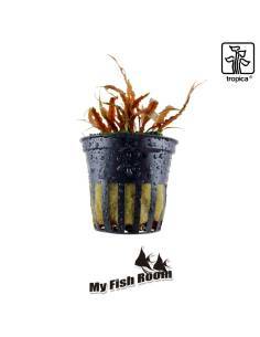 Cryptocoryne albida 'Brown' - Tropica Dinamarca