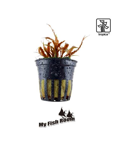 Cryptocoryne albida 'Brown' - Tropica Dinamarca