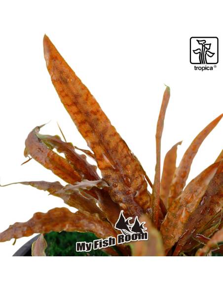 Cryptocoryne albida 'Brown' - Tropica Dinamarca