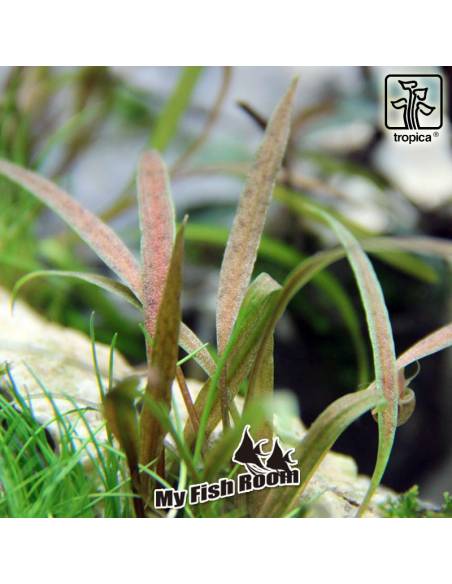 Cryptocoryne albida 'Brown' - Tropica Dinamarca