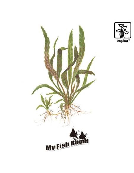 Cryptocoryne albida 'Brown' - Tropica Dinamarca
