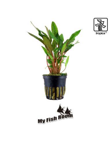 Cryptocoryne beckettii 'Petchii' - Tropica Dinamarca