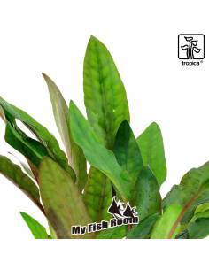 Cryptocoryne beckettii 'Petchii'  - Tropica Dinamarca 2