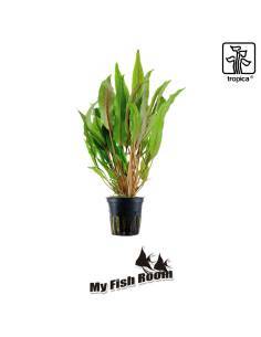 Cryptocoryne undulata 'Broad Leaves' - Tropica Dinamarca