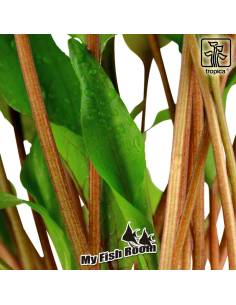 Cryptocoryne undulata 'Broad Leaves' - Tropica Dinamarca 2
