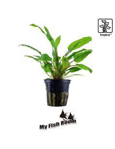 Cryptocoryne wendtii 'Green' - Tropica Dinamarca