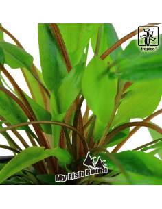 Cryptocoryne wendtii 'Green' - Tropica Dinamarca 2