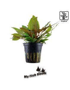 Cryptocoryne wendtii 'Tropica' - Tropica Dinamarca