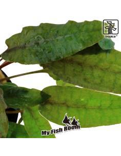 Cryptocoryne wendtii 'Tropica' - Tropica Dinamarca 2