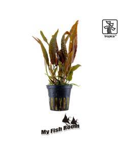 Cryptocoryne usteriana - Tropica Dinamarca