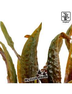Cryptocoryne usteriana - Tropica Dinamarca 2