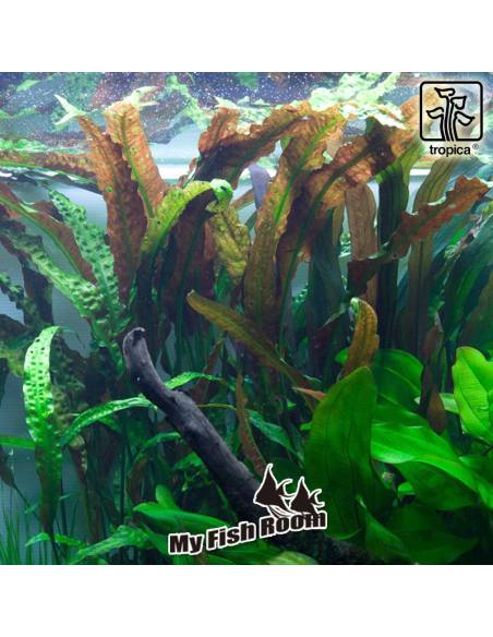 Cryptocoryne usteriana - Tropica Dinamarca