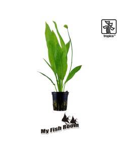 Echinodorus grisebachii 'Bleherae' - Tropica Dinamarca
