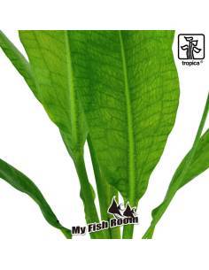 Echinodorus grisebachii 'Bleherae' - Tropica Dinamarca 2